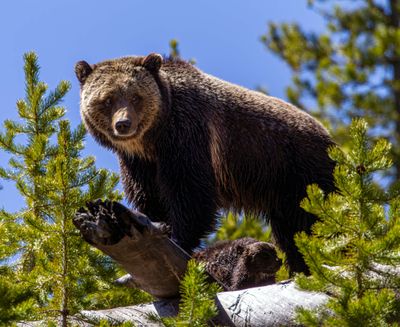 Beryl Springs sow on a log on the hillside looking back May 16.jpg