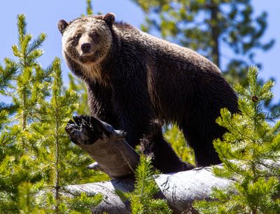 Beryl Springs sow on the log on the hillside May 16.jpg