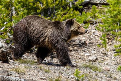 Beryl Springs sow walking May 16.jpg