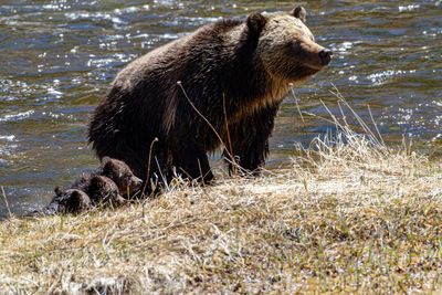Beryl Springs sow with all three cubs at the riverside May 16.jpg