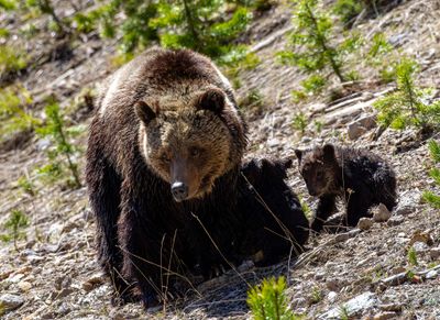 Beryl Springs Sow with Cub on the Hillside May 16.jpg