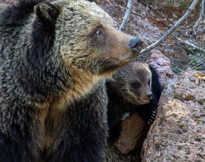 Beryl Springs Sow with Cub on the rocks May 16.jpg