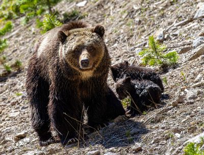 Beryl Springs sow with cub staring May 16.jpg