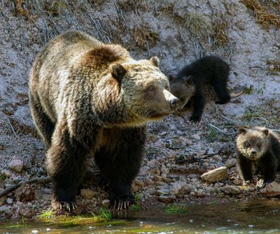 Beryl Springs Sow with Cubs Beside the river May 16.jpg