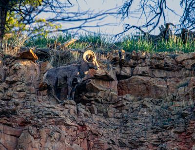 Bighorn Ram on the hillside May 16.jpg