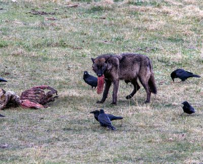 Bison it's what's for Dinner May 16.jpg