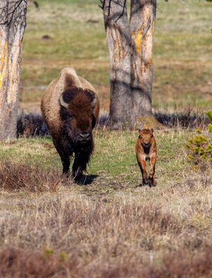 Bison running with calf May 16.jpg