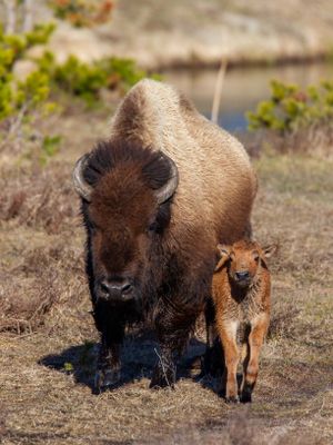 Bison running with red dog May 16.jpg