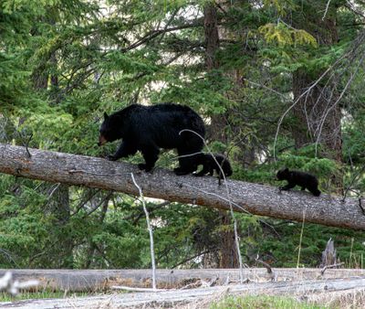 Black bear family on a log May 16.jpg