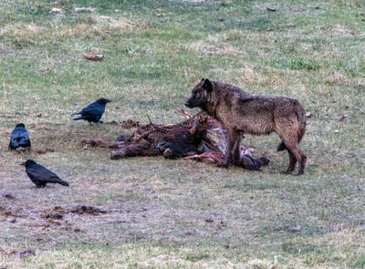 Black Wolf at Blacktail on the carcass May 16.jpg