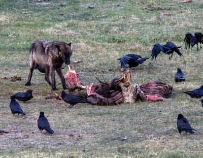 Black Wolf Chowing Down May 16.jpg