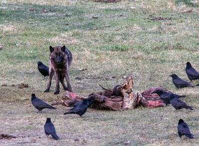 Black Wolf Watching for Threats May 16.jpg