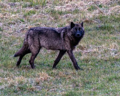 Blacktail Pack Black Wolf May 16.jpg