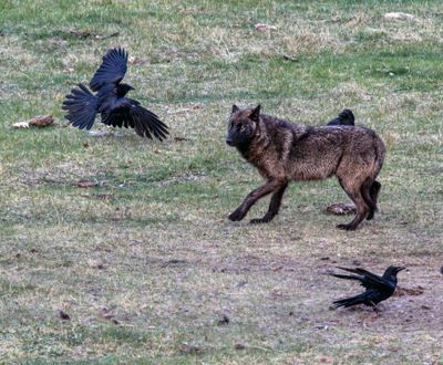 Chasing the Ravens May 16.jpg