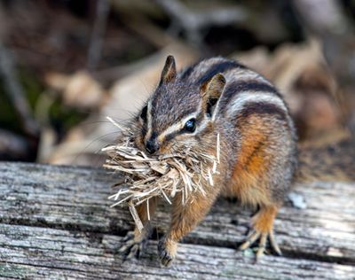 Chipmunk with a mouthful May 16.jpg