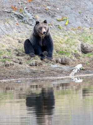 Contemplative Bear May 16.jpg