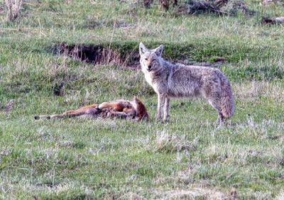 Coyote with Bison Calf Carcass May 16.jpg
