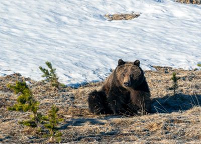 Grizzly at Cascade Meadows May 16.jpg