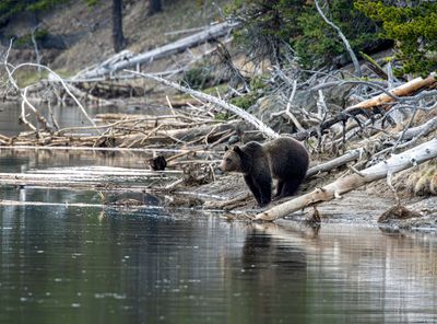 Grizzly beside the Yellowstone River May 16.jpg