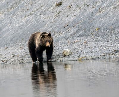 Grizzly by the Yellowstone River near Otter Creek May 16.jpg