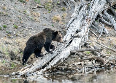 Grizzly climbing a root May 16.jpg