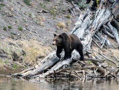 Grizzly climbing down a root at the river May 16.jpg