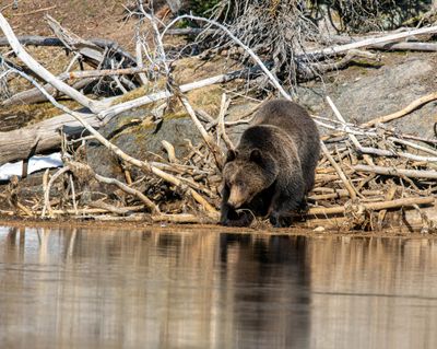 Grizzly contemplating his reflection May 16.jpg