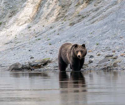 Grizzly Dipping His Toes in the Yellowstone River May 16.jpg