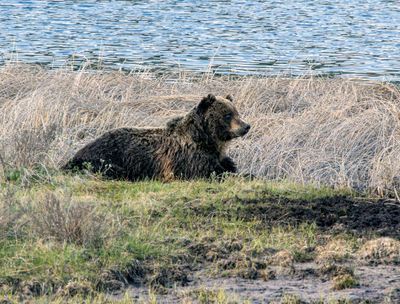 Grizzly laying in the grass at Blacktail Ponds May 16.jpg