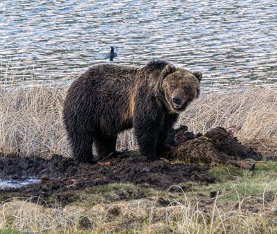 Grizzly on a bison carcass at Blacktail Ponds May 16.jpg