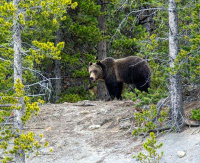 Grizzly on the hillside May 16.jpg