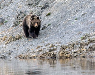 Grizzly on the river bank May 16.jpg