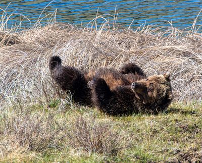 Grizzly rolling in the grass at Blacktail Ponds May 16.jpg