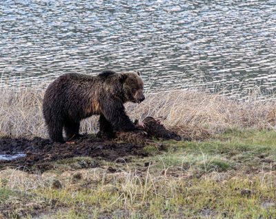 Grizzly rolling the carcass May 16.jpg