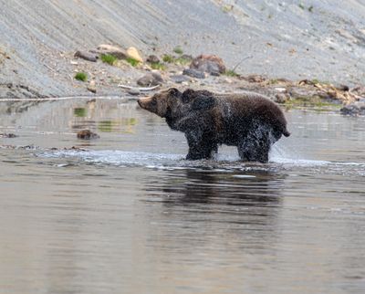 Grizzly shaking off water in the Yellowstone River May 16.jpg