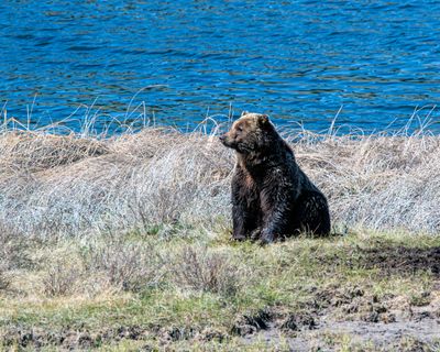 Grizzly sitting at Blacktail Ponds May 16.jpg