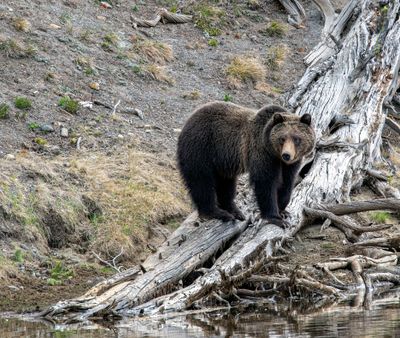 Grizzly standing on a root May 16.jpg