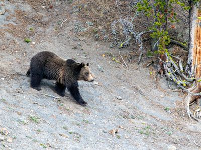 Grizzly traveling downhill near Otter Creek May 16.jpg