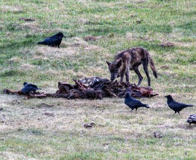 Lamar Canyon Wolf on a Kill May 16.jpg