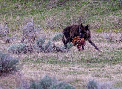 Lamar Canyon Wolf with a mouthful May 16.jpg