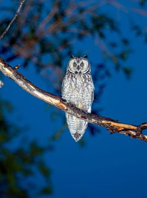 Long Eared Owl at Market Lake Near Dusk May 16.jpg