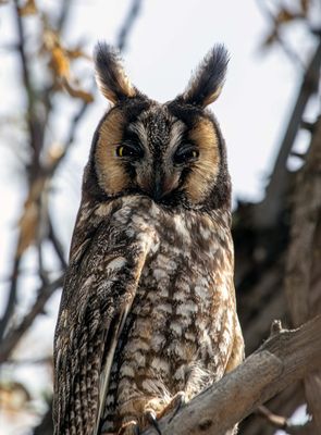 Long Eared Owl Closeup at Market Lake May 16.jpg