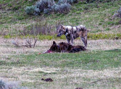 Mangy Lamar Canyon wolves May 16.jpg