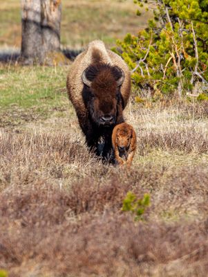 Momma Bison and Calf May 16.jpg