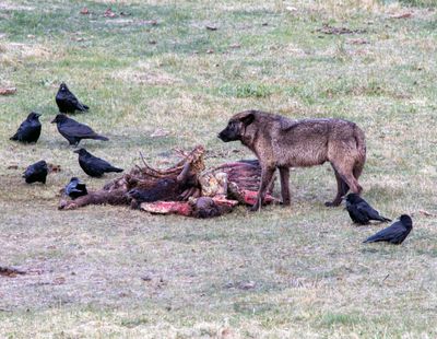 Raven and Wolf Congregating at the Carcass May 16.jpg
