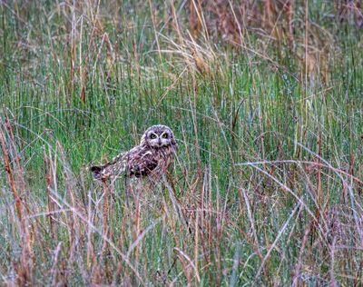 Short eared owl in  the grass May 16.jpg