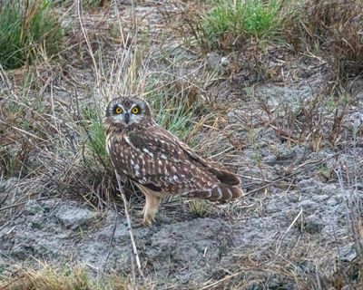 Short eared owl in the field at Market Lake May 16.jpg