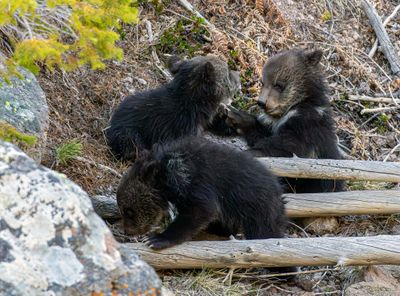 Three Bear Cubs May 16.jpg
