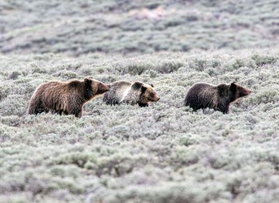 Three Grizzlies Following Their Noses May 16.jpg