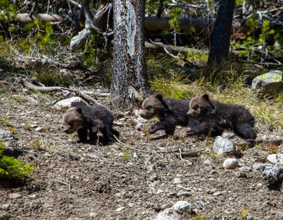 Three grizzly cubs near Beryl Springs May 16.jpg